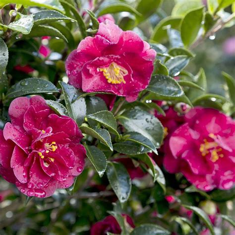 Camellia sasanqua october magic ruby